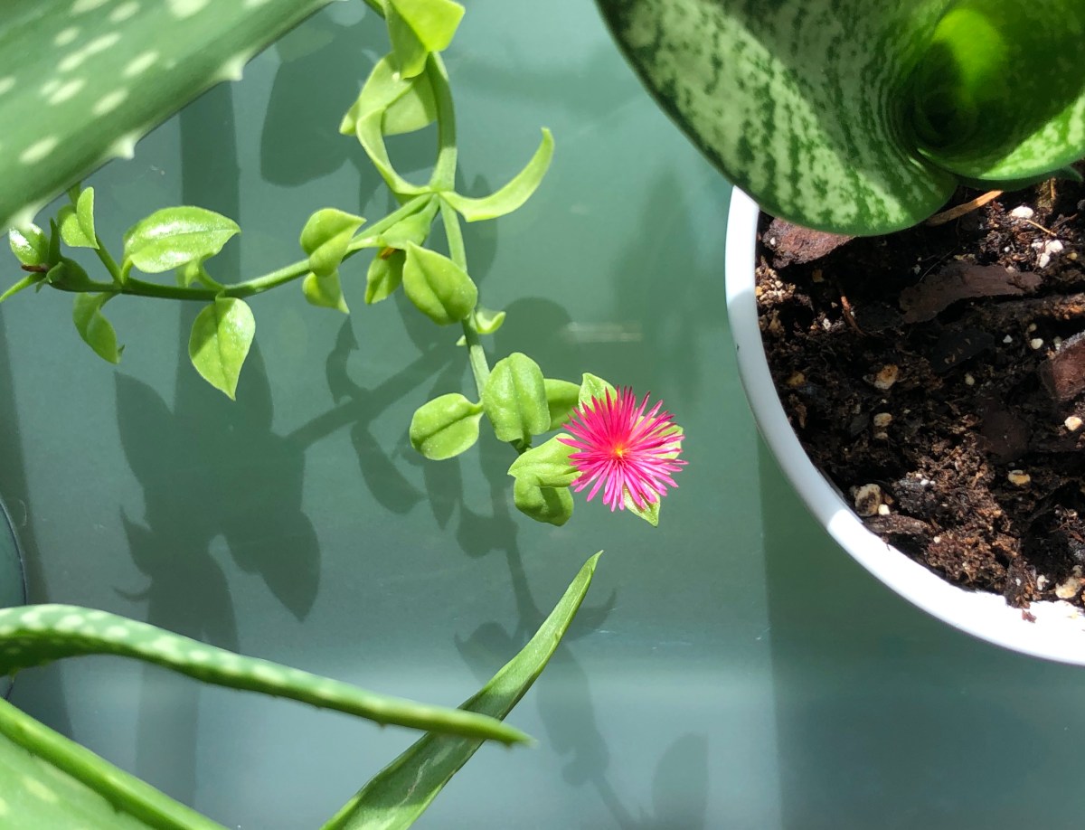 Bloom Where You’re&nbsp;Planted